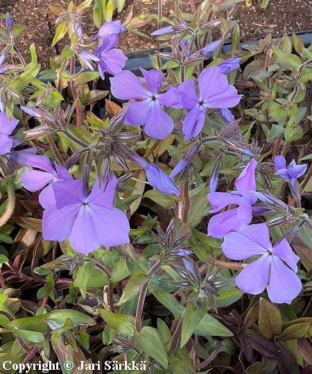 Phlox divaricata 'Blue Moon', sinileimu